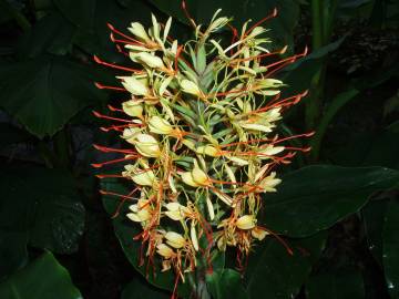 Fotografia da espécie Hedychium gardnerianum