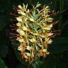 Fotografia 9 da espécie Hedychium gardnerianum do Jardim Botânico UTAD