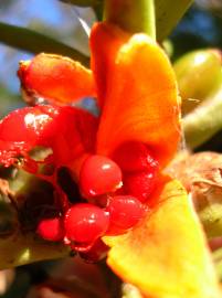 Fotografia da espécie Hedychium gardnerianum