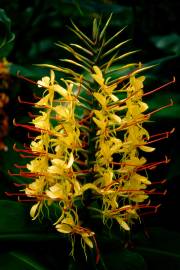 Fotografia da espécie Hedychium gardnerianum