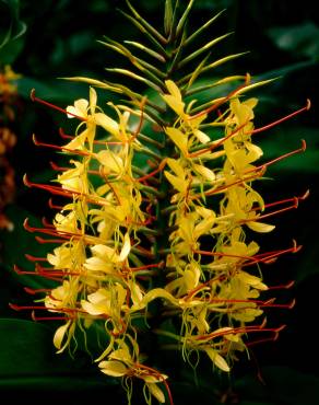 Fotografia 11 da espécie Hedychium gardnerianum no Jardim Botânico UTAD