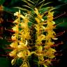 Fotografia 11 da espécie Hedychium gardnerianum do Jardim Botânico UTAD