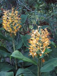 Fotografia da espécie Hedychium gardnerianum