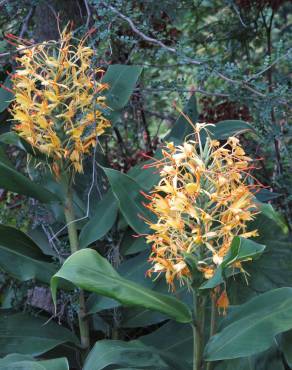 Fotografia 13 da espécie Hedychium gardnerianum no Jardim Botânico UTAD