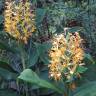 Fotografia 13 da espécie Hedychium gardnerianum do Jardim Botânico UTAD