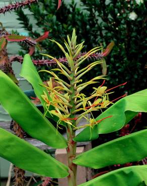 Fotografia 14 da espécie Hedychium gardnerianum no Jardim Botânico UTAD