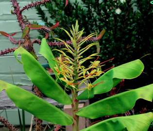 Fotografia da espécie Hedychium gardnerianum