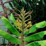 Fotografia 14 da espécie Hedychium gardnerianum do Jardim Botânico UTAD