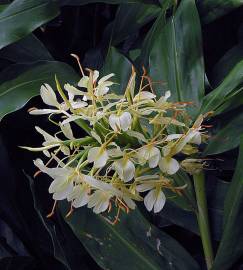 Fotografia da espécie Hedychium gardnerianum