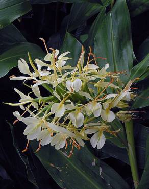 Fotografia 15 da espécie Hedychium gardnerianum no Jardim Botânico UTAD