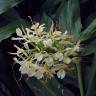 Fotografia 15 da espécie Hedychium gardnerianum do Jardim Botânico UTAD