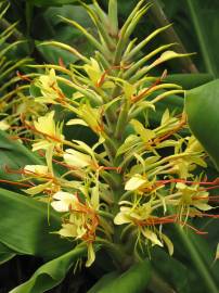 Fotografia da espécie Hedychium gardnerianum