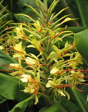 Fotografia 16 da espécie Hedychium gardnerianum no Jardim Botânico UTAD