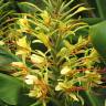 Fotografia 16 da espécie Hedychium gardnerianum do Jardim Botânico UTAD