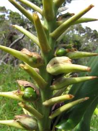 Fotografia da espécie Hedychium gardnerianum