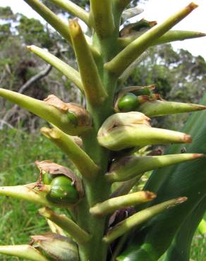 Fotografia 17 da espécie Hedychium gardnerianum no Jardim Botânico UTAD