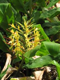 Fotografia da espécie Hedychium gardnerianum