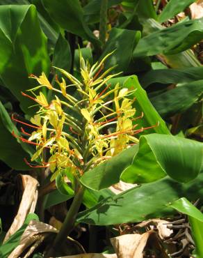 Fotografia 18 da espécie Hedychium gardnerianum no Jardim Botânico UTAD