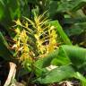 Fotografia 18 da espécie Hedychium gardnerianum do Jardim Botânico UTAD