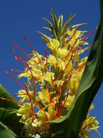 Fotografia da espécie Hedychium gardnerianum