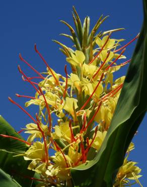 Fotografia 1 da espécie Hedychium gardnerianum no Jardim Botânico UTAD