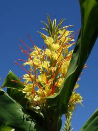 Fotografia da espécie Hedychium gardnerianum