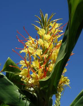 Fotografia 19 da espécie Hedychium gardnerianum no Jardim Botânico UTAD