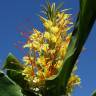 Fotografia 19 da espécie Hedychium gardnerianum do Jardim Botânico UTAD