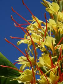 Fotografia da espécie Hedychium gardnerianum