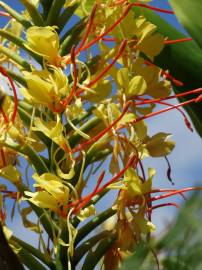 Fotografia da espécie Hedychium gardnerianum