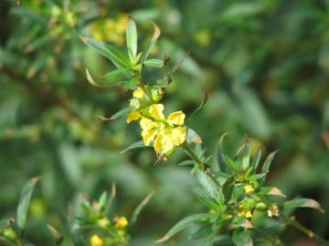 Fotografia da espécie Heimia salicifolia