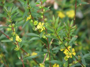 Fotografia da espécie Heimia salicifolia