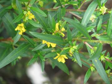 Fotografia da espécie Heimia salicifolia