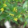 Fotografia 10 da espécie Heimia salicifolia do Jardim Botânico UTAD