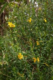 Fotografia da espécie Heimia salicifolia