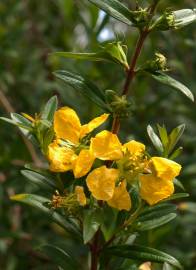 Fotografia da espécie Heimia salicifolia