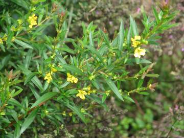 Fotografia da espécie Heimia salicifolia