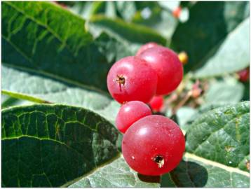 Fotografia da espécie Lonicera japonica