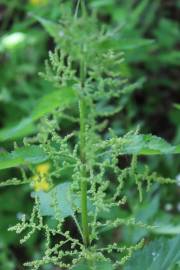 Fotografia da espécie Urtica dioica