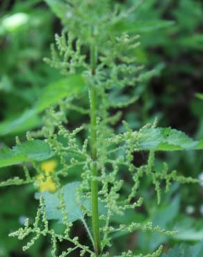 Fotografia 16 da espécie Urtica dioica no Jardim Botânico UTAD