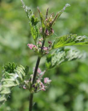 Fotografia 17 da espécie Urtica dioica no Jardim Botânico UTAD