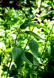 Fotografia da espécie Urtica dioica