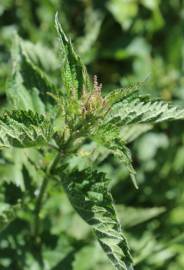 Fotografia da espécie Urtica dioica