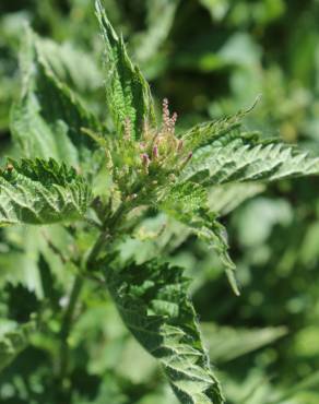 Fotografia 19 da espécie Urtica dioica no Jardim Botânico UTAD