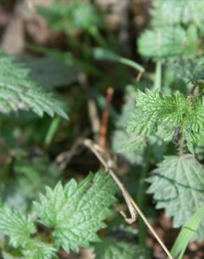 Fotografia 14 da espécie Urtica urens no Jardim Botânico UTAD