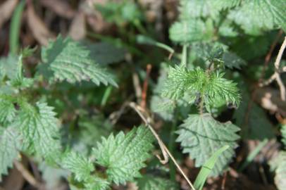 Fotografia da espécie Urtica urens