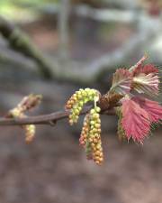 Fotografia da espécie Quercus kelloggii