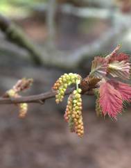 Quercus kelloggii