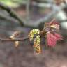 Fotografia 1 da espécie Quercus kelloggii do Jardim Botânico UTAD