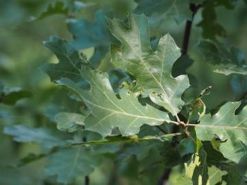 Fotografia da espécie Quercus kelloggii